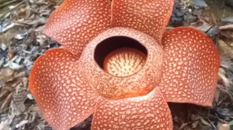 Mekarnya Bunga Rafflesia di Kepahiang Jadi Daya Tarik Wisata Alam Bengkulu