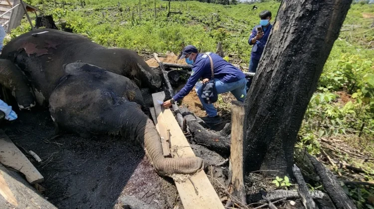 Gajah Harimau Mati, Menhut Didesak Segera Ubah Hutan Seblat Jadi Suaka Margasatwa