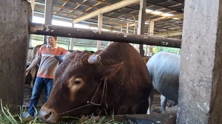 Pemprov Bengkulu Usulkan Sapi Presiden untuk Idul Adha 2026