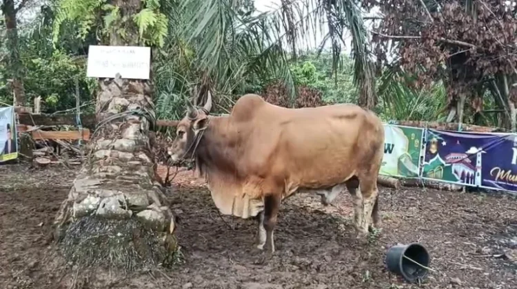 Sapi Kurban Hampir 1 Ton Disiapkan, Daging Akan Dibagikan Langsung ke Warga