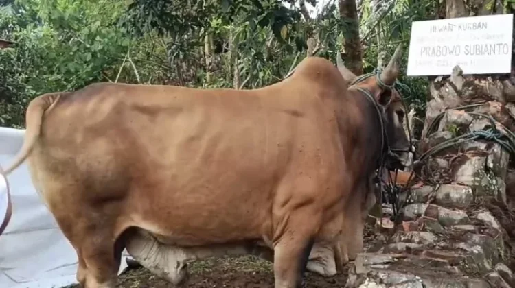 Vaksinasi PMK Dikebut Jelang Idul Adha, Capaian di Bengkulu Tengah Tembus 85 Persen