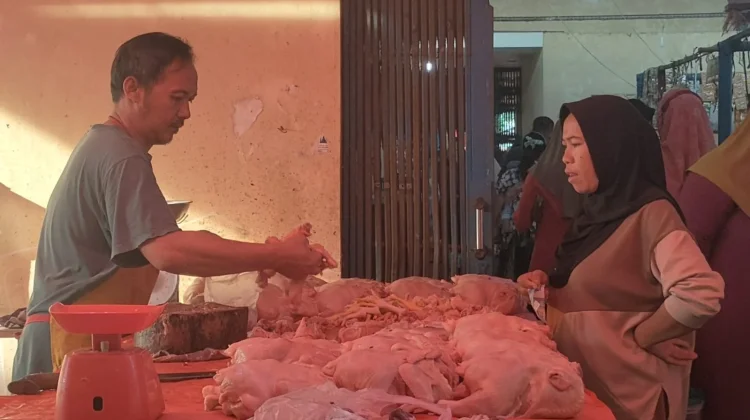 Harga Daging Ayam Potong Turun