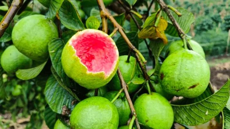 Cegah Virus Nipah, Masyarakat Diimbau Tidak Makan Buah Bekas Gigitan Kelelawar