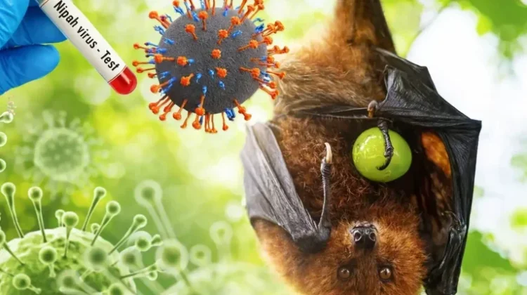 Mengenal Gejala Virus Nipah