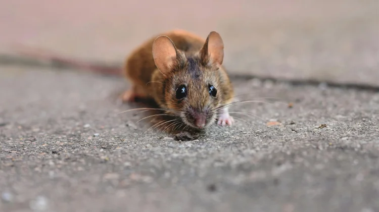 Waspada Hantavirus, Dinkes Bengkulu Imbau Masyarakat Tetap Tenang