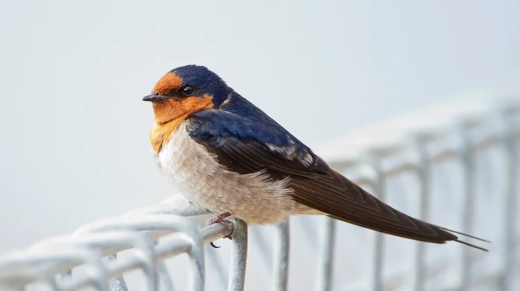 Mengenal Welcome Swallow, Burung Layang-Layang Unik yang Menjadi Sahabat Manusia