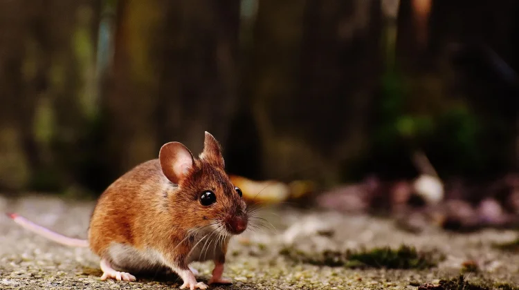 Cara Mudah Menghilangkan Tikus dari Rumah dengan Bahan Sederhana