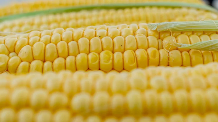 Beragam Olahan dari Bahan Dasar Jagung yang Lezat dan Bernutrisi