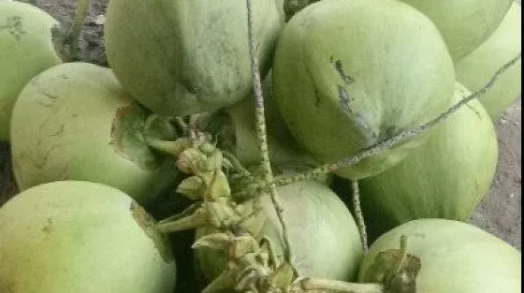 Air Kelapa Muda Jadi Minuman Favorit saat Cuaca Panas