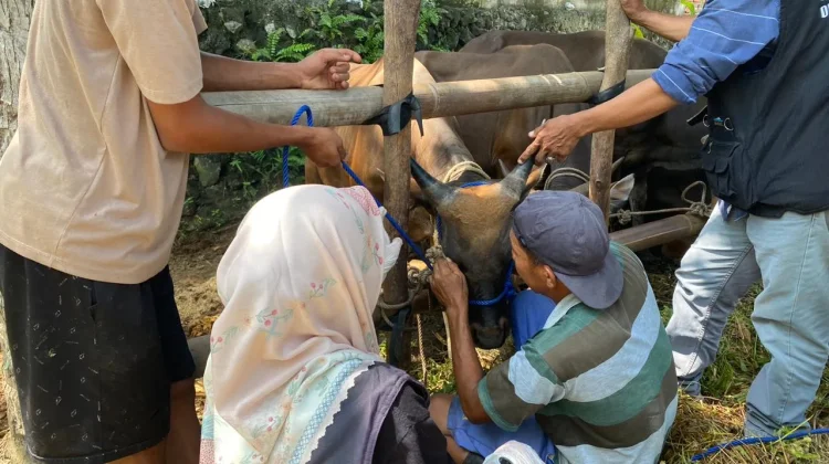 Dispangtan Kota Bengkulu Perketat Pengawasan Hewan Kurban
