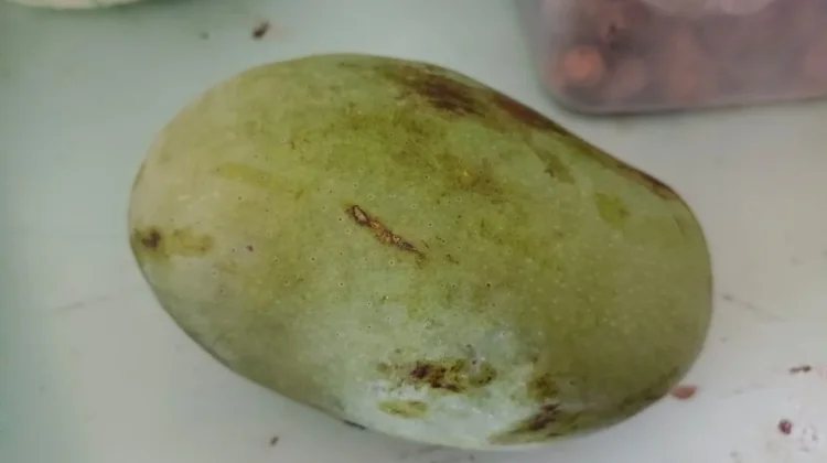Olahan Minuman Berbahan Mangga