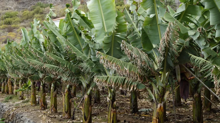 Cara Menanam Pohon Pisang yang Benar agar Cepat Berbuah
