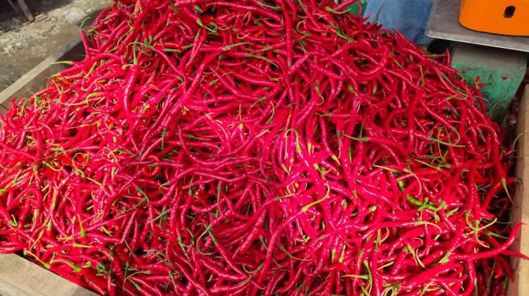jelang Iduladha, Harga Cabai Merah di Kota Bengkulu Mulai Naik