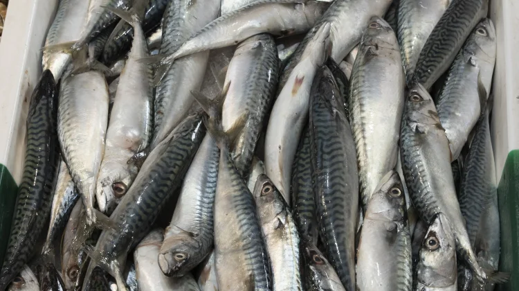 Cara Memilih Ikan Segar untuk Dikonsumsi