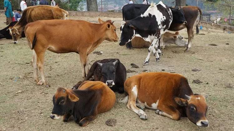 Persiapan sebelum Penyembelihan Hewan Qurban yang Harus Kita Ketahui
