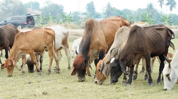 Ini Dia Cara Mengetahui Berat Daging Hewan Qurban
