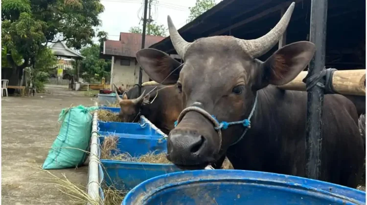 Iduladha 1447 H,DPD Partai Golkar Provinsi Bengkulu Kurban 5 Sapi dan 1 Kambing