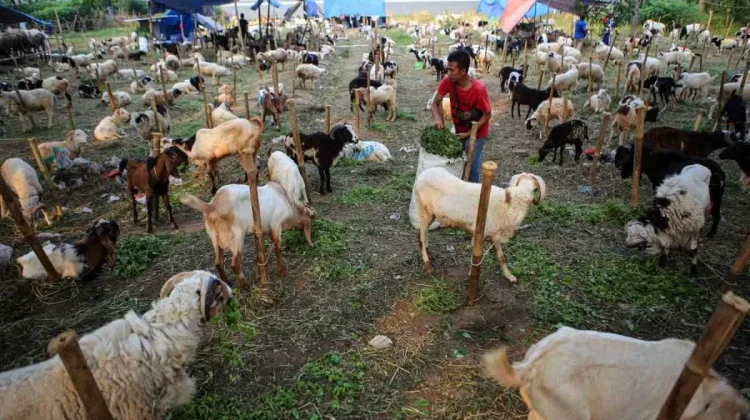 Mau Tahu Hikmah Berqurban ?