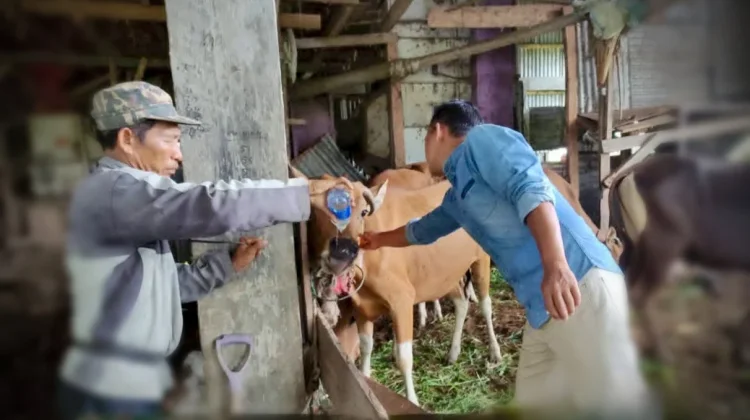Hewan Kurban di Bengkulu Selatan Bebas Dari Penyakit