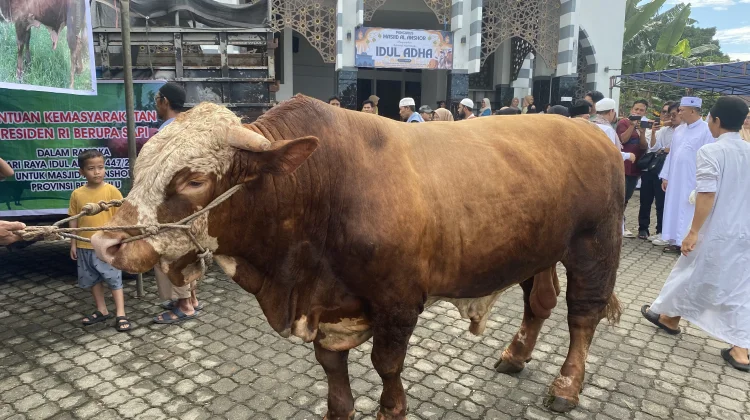 Sapi Bantuan Presiden Prabowo Subianto, Terbesar di Bengkulu Beratnya Capai 1,1 Ton