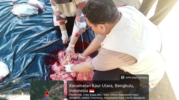 Hasil Pemeriksaan Post Mortem Daging Kurban di Kaur Layak Konsumsi