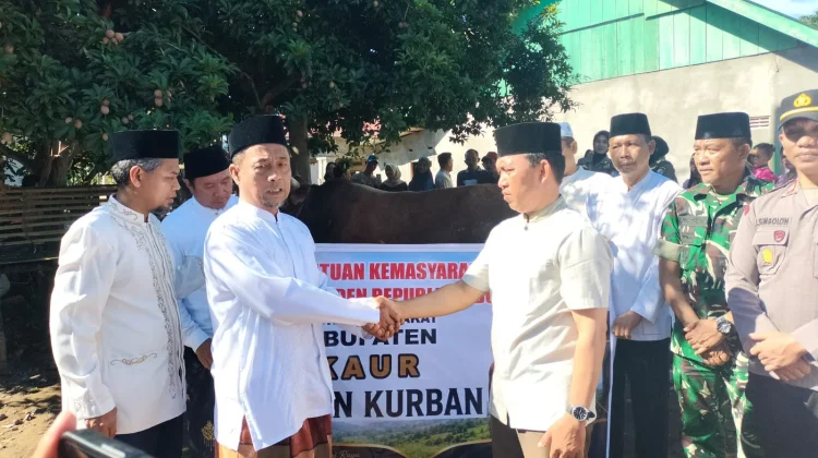 Warga Desa Cuko Enau Dapat Bantuan Sapi Kurban Dari Presiden