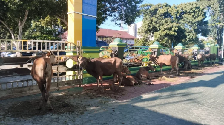 Kanwil  Kemenag Provinsi  Bengkulu Sembeli 17 Ekor Hewan Kurban