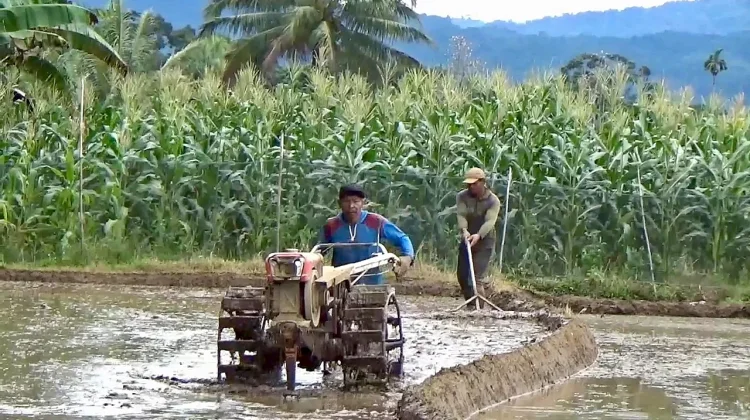 Jelang Masa Tanam, Serapan Pupuk Subsidi Meningkat
