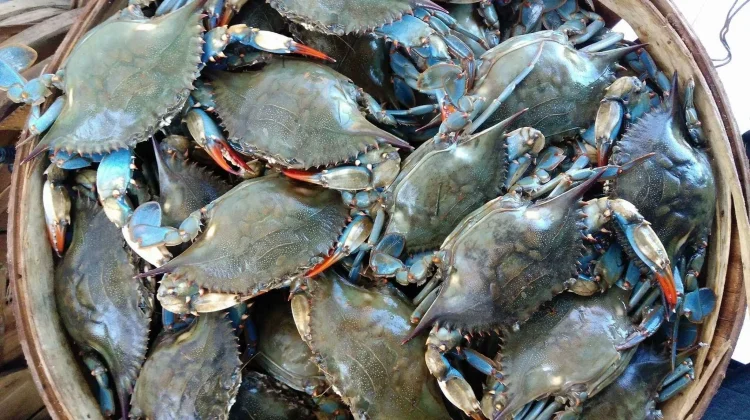 Mengenal Jenis-jenis Kepiting Konsumsi