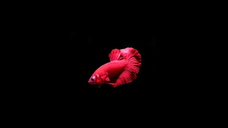 Jenis Ikan Hias untuk Akuarium yang Mudah Dirawat dan Cocok bagi Pemula