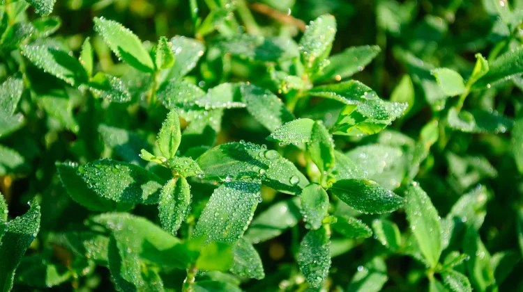 Gula atau Stevia? Mana yang Lebih Baik untuk Kesehatan