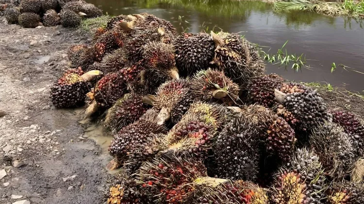 Petani: Soal Harga Sawit, Pabrik Tak Bisa Dipaksa Ikuti Harga jika tak Ada Sanksi