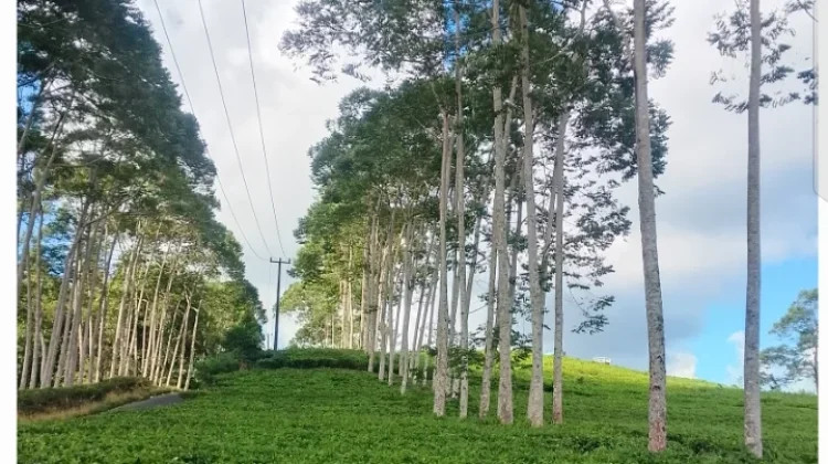 Kebun Teh Kabawetan Dipadati Wisatawan, Kebersihan Jadi Perhatian