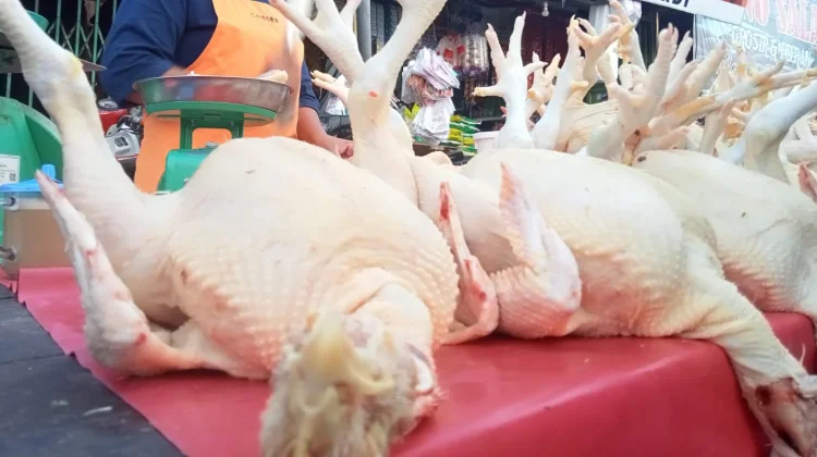 Harga Daging Ayam Mulai Turun