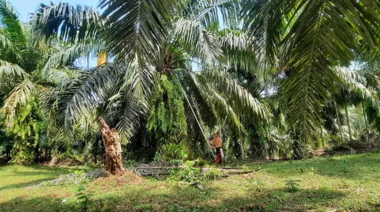 Harga TBS Sawit di Ipuh Mulai Pulih