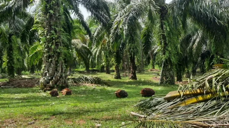 Petani Sawit Ipuh Berharap Harga TBS Tetap Stabil
