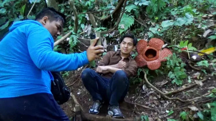 Habitat Bunga Rafflesia Kemumu Ramai Didatangi Pengunjung