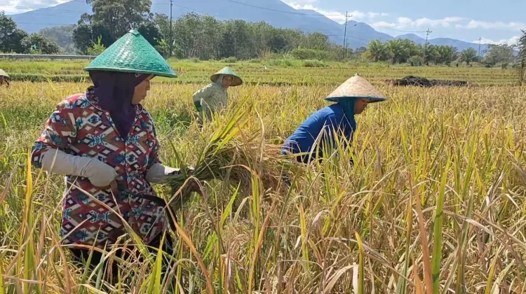 Petani Beharap Pasokan Pupuk selalu tersedia saat Musim Tanam Kedua