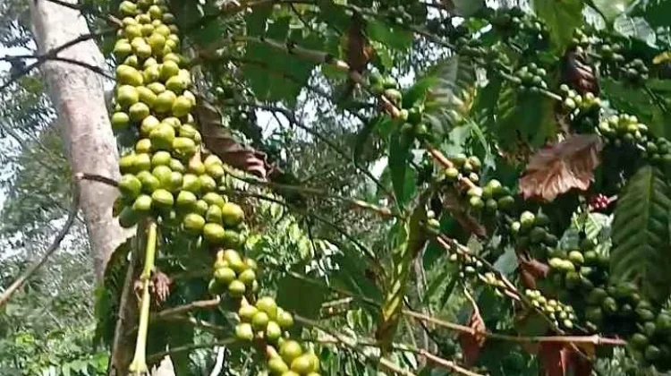 Petani Kopi Rejang Lebong Khawatir Tren Penurunan Harga