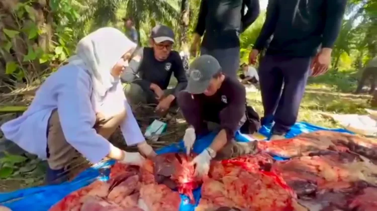 Produksi Daging Sapi di Seluma Capai 68.240 Kilogram