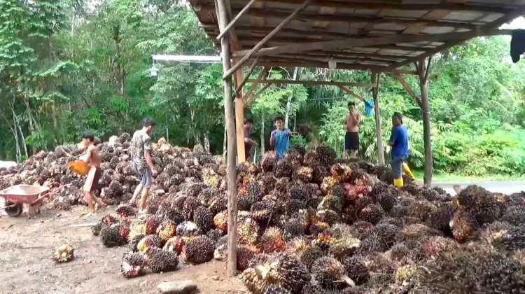 Harga TBS Kelapa Sawit Tingkat Pabrik Mulai Naik