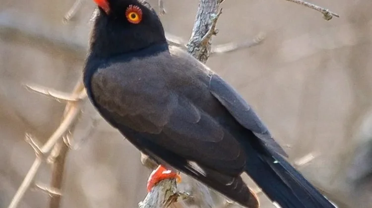 Pesona Retz's Helmetshrike: Burung Afrika Pemilik 'Bulu Mata' Menawan