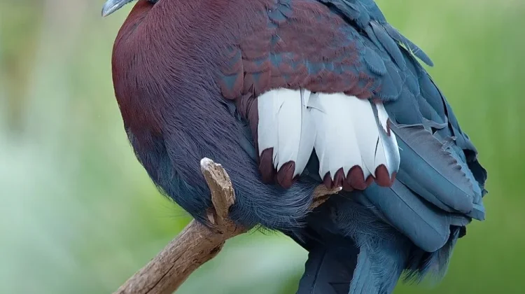 Mengenal Sclater's Crowned Pigeon, Merpati Raksasa Bermahkota dari Papua