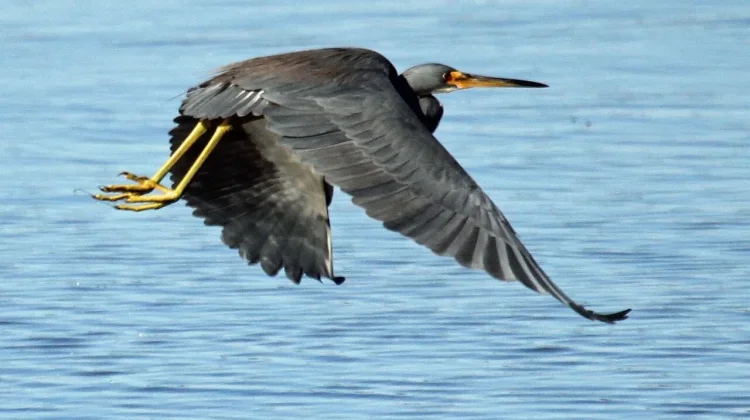 Menjelajahi Pesona Tricolored Heron, Si Pemburu Anggun dari Lahan Basah Amerika