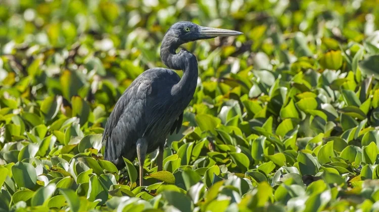 Humblot's Heron: Burung Raksasa Madagaskar yang Terancam Punah
