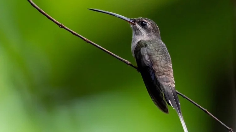 Rahasia Paruh Melengkung Long-tailed Hermit, Sang Penjelajah Tangguh Hutan Amazon