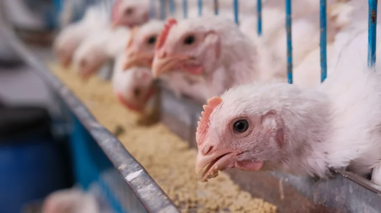 Takaran Konsumsi Pakan Ayam dari DOC hingga Masa Panen
