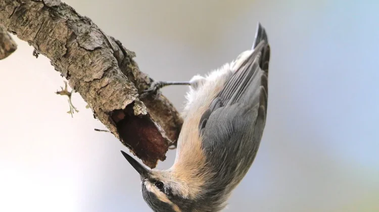 Corsican Nuthatch: Burung Endemik yang Bergantung Hidup pada Jantung Hutan Pinus
