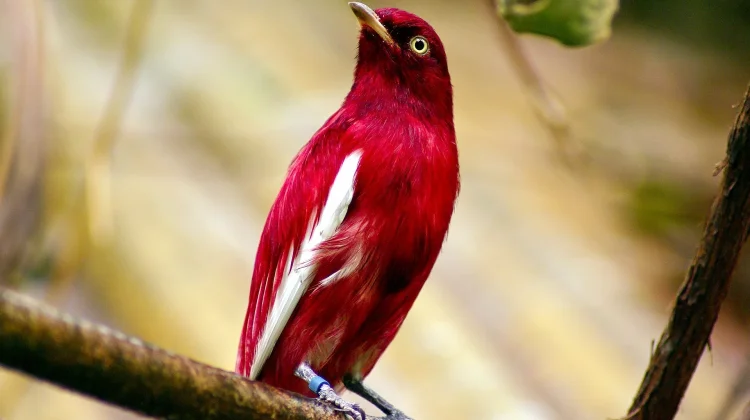Pompadour Cotinga: Burung Merah Anggur dari Kanopi Amazon yang Kian Terancam