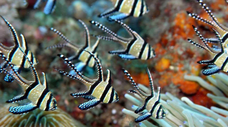 5 Jenis Ikan Air Tawar Berbisa yang Jangan Sembarangan Dipegang